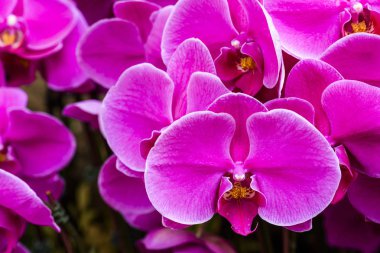 Bahçedeki pembe orkide çiçeklerinin yakın çekimi.