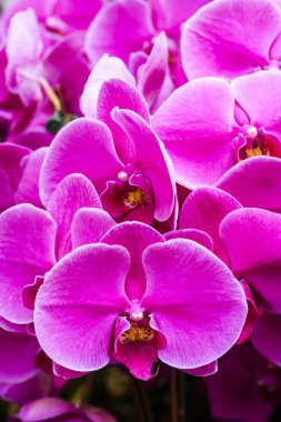 Koyu arkaplanı olan güve orkidesinin yakın çekimi.