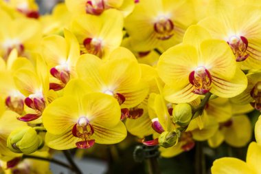 Koyu arkaplanı olan güve orkidesinin yakın çekimi.