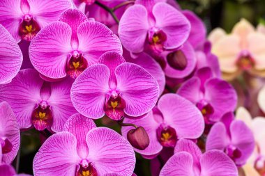 Bahçedeki pembe orkide çiçeklerinin yakın çekimi.