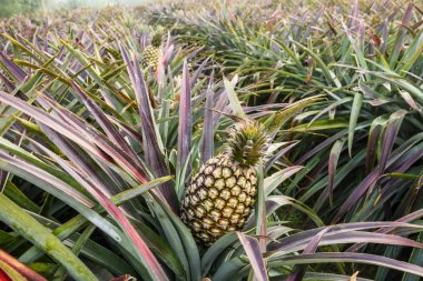Tarlada ananas, Tayvan 'da tropikal meyve.