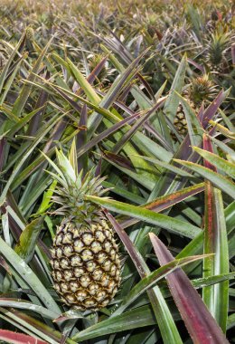 Tarlada ananas, Tayvan 'da tropikal meyve.