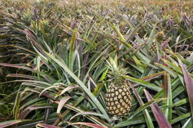 Tarlada ananas, Tayvan 'da tropikal meyve.