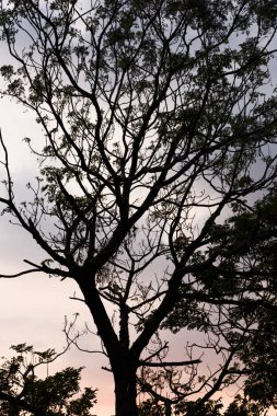 ağaç dalları siluet ve günbatımı arkaplanı