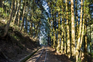Alishan Orman Demiryolu, Alishan Orman Dinlenme Alanı Chiayi, Tayvan.