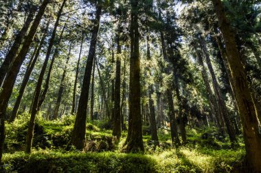 Chiayi, Tayvan 'daki Alishan Ormanı' ndaki yeşil ormanın alçak açılı görüntüsü..