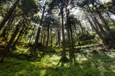 Sabahları güzel yeşil orman. Alishan Ormanı Chiayi, Tayvan 'da..