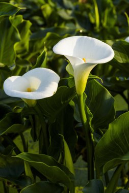Taipei, Tayvan 'da Zhuzihu tarlasında açan zambak çiçeklerinin yakın çekimi. 