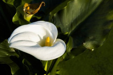 Taipei, Tayvan 'da Zhuzihu tarlasında açan zambak çiçeklerinin yakın çekimi. 