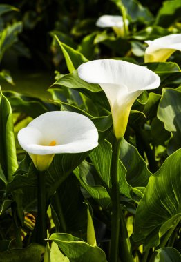 Bahçede açan güzel beyaz zambak çiçekleri. 