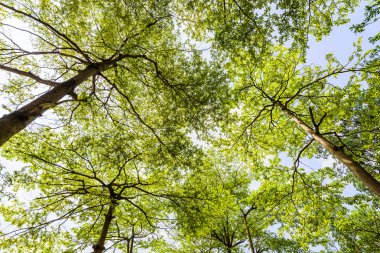 Parkta mavi gökyüzü olan Terminalia Mantaly ağaçlarının alçak açılı görüntüsü.