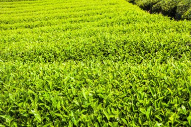 Nantou, Tayvan 'da bir çay tarlasında yakın plan çay yaprakları..