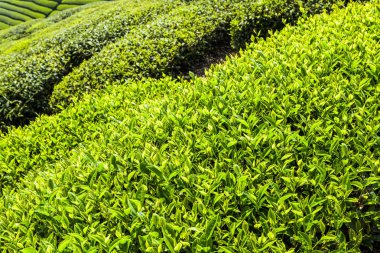 Nantou, Tayvan 'da bir çay tarlasında yakın plan çay yaprakları..