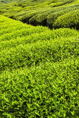 Nantou, Tayvan 'da bir çay tarlasında yakın plan çay yaprakları..