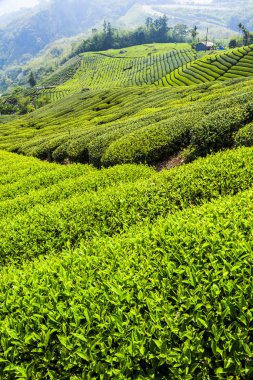 Chiayi, Tayvan 'daki Shizhao dağının tepesindeki güzel çay tarlası manzarası..