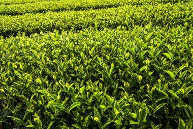 Chiayi, Tayvan 'daki Shizhao dağının tepesindeki güzel çay tarlası manzarası..