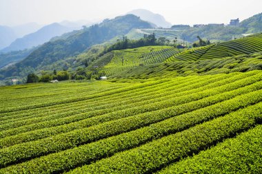 Chiayi, Tayvan 'daki Shizhao dağının tepesindeki güzel çay tarlası manzarası..