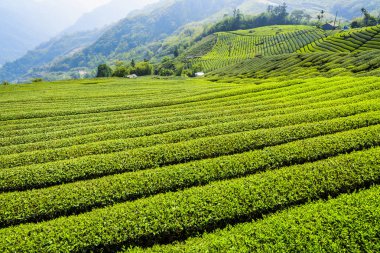 Tayvan 'daki Alishan dağının tepesindeki çay çiftliği..