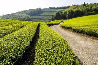 Chiayi, Tayvan 'daki Shizhao dağının tepesindeki güzel çay tarlası manzarası..