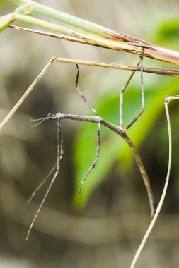 Ağacın dallarına böcek yapıştır, Phasmatodea.