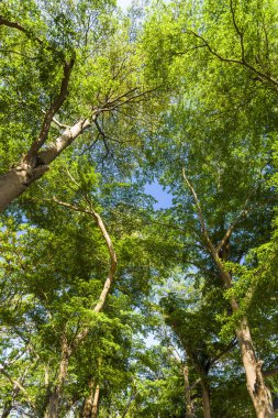 Parkta mavi gökyüzü olan Terminalia Mantaly ağaçlarının alçak açılı görüntüsü.
