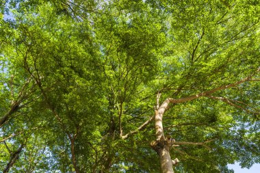 Parkta mavi gökyüzü olan Terminalia Mantaly ağaçlarının alçak açılı görüntüsü.