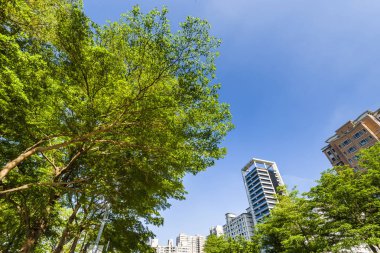 Arkaplan olarak mavi gökyüzü olan yemyeşil ağaçlar