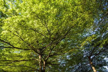 Arkaplan olarak mavi gökyüzü olan yemyeşil ağaçlar