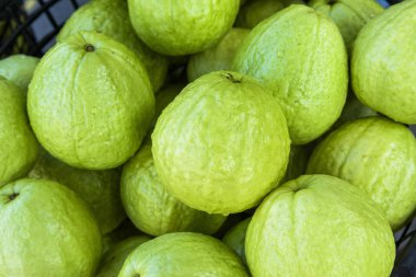 arka planda bir sürü büyük Guava