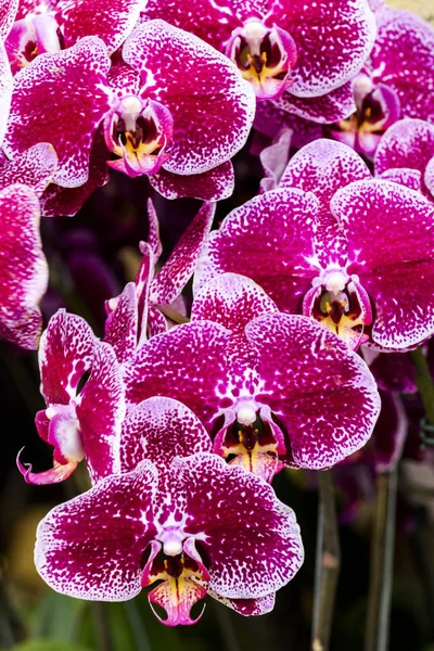 Primo Piano Fiori Orchidea Falena Con Sfondo Sfocato — Foto Stock