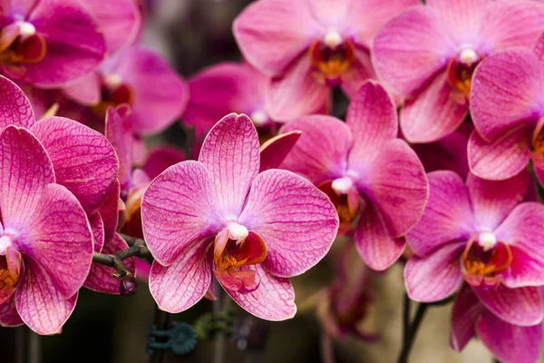 Primo Piano Fiori Orchidea Rosa Giardino — Foto Stock
