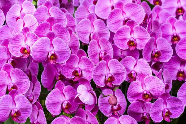 Lose Von Rosa Orchideenblüten Garten — Stockfoto