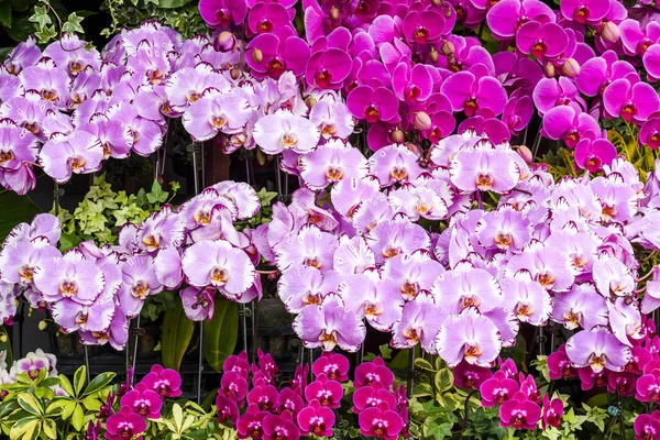 Close Flores Orquídea Rosa Jardim — Fotografia de Stock