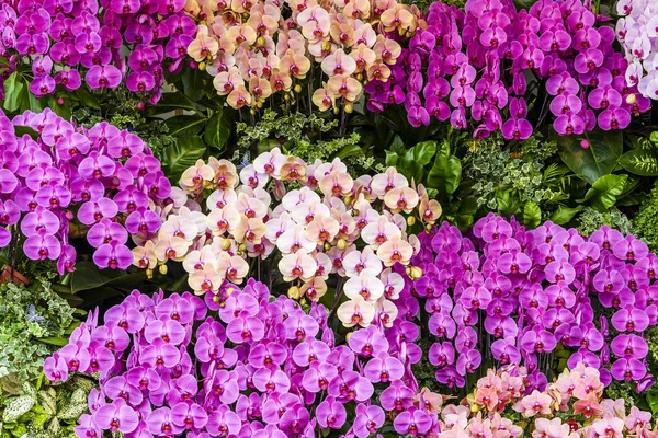 Крупный План Розовых Цветов Орхидеи Саду — стоковое фото