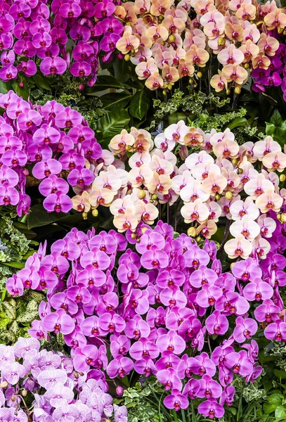 Крупный План Розовых Цветов Орхидеи Саду — стоковое фото