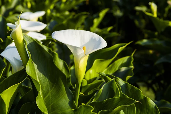 Hermosas Flores Nenúfar Blanco Que Florecen Campo Jhuzihu Taipei Taiwán — Foto de Stock