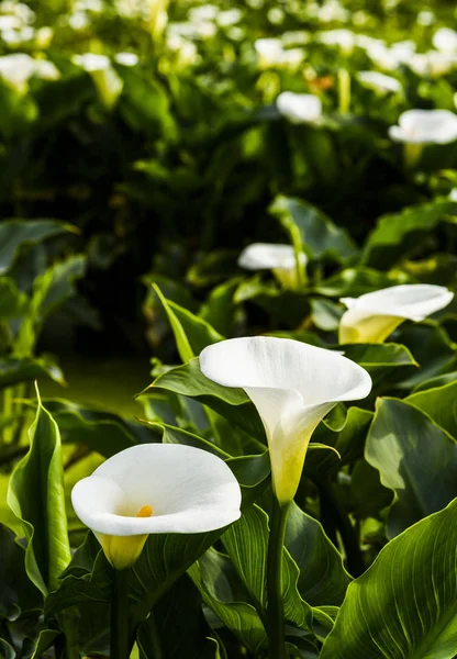 Hermosas Flores Nenúfar Blanco Que Florecen Jardín — Foto de Stock