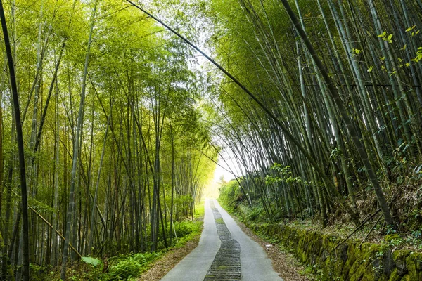 Het Pad Tussen Bamboe Bossen Nantou Taiwan — Stockfoto