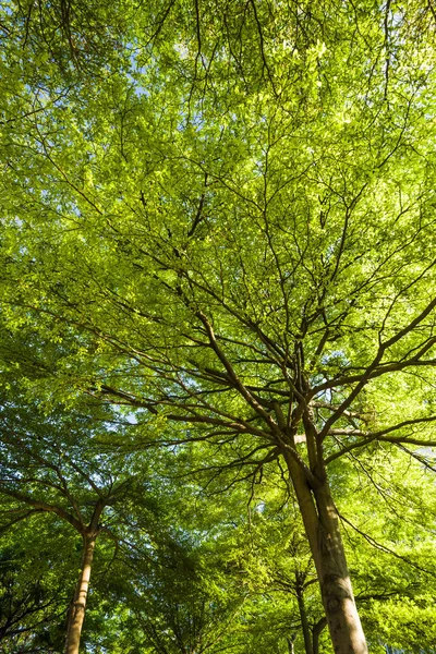 Árvores Verdes Exuberantes Com Céu Azul Como Fundo — Fotografia de Stock