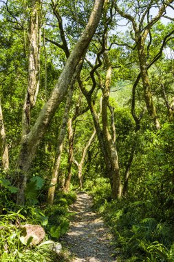 Yeşil ormandan geçen patika