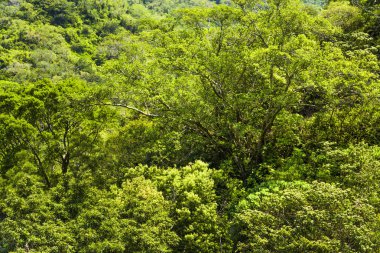 Tayvan 'da ormanlı yemyeşil dağlar