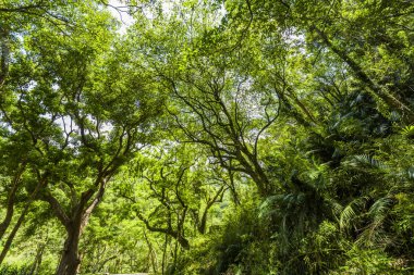 Arkaplan olarak mavi gökyüzü olan yemyeşil ağaçlar