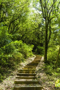 Tayvan 'daki ormanın içinden geçen ahşap geçit..