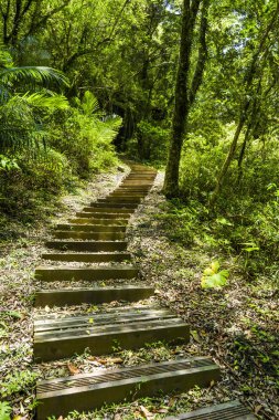 Yeşil ormanda taş merdiven.