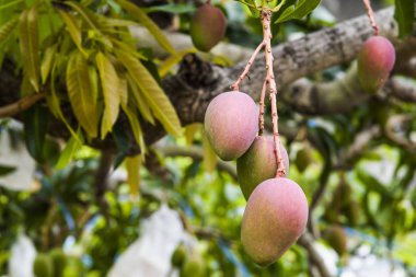 Tainan, Tayvan 'da mango ağacında mango meyvelerinin yakın çekimi. 