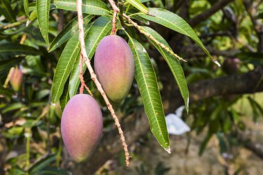 Tainan, Tayvan 'da mango ağacında mango meyvelerinin yakın çekimi. 