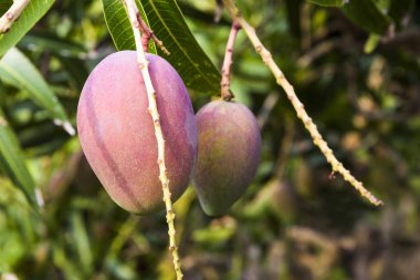 Pingtung, Tayvan 'da mango ağacındaki mango meyvelerinin yakın çekimi.. 