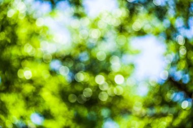  Arkaplan olarak doğa yeşil ağaç soyut defokus