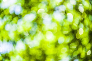 Arkaplan olarak doğa yeşil ağaç soyut defokus