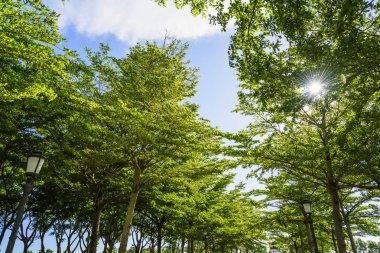 Arkaplan olarak mavi gökyüzü olan yemyeşil ağaçlar